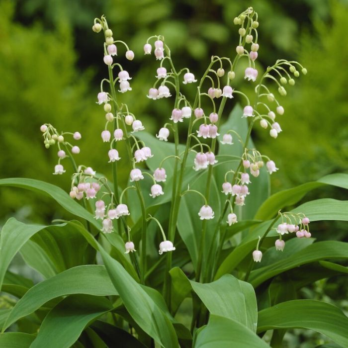 Convallaria\u0020majalis\u0020\u0027Rosea\u0027\u0020\u002D\u0020rosafarbenes\u0020Maigl\u00F6ckchen Convallaria\u0020majalis\u0020\u0027Rosea\u0027\u0020\u002D\u0020rosafarbenes\u0020Maigl\u00F6ckchen