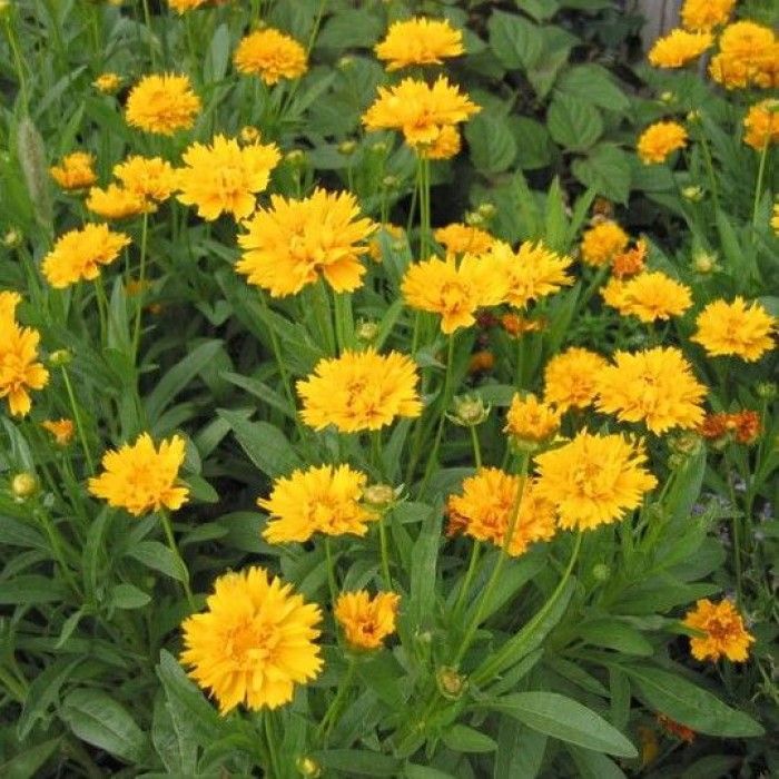 Coreopsis grandiflora - Mädchenauge Coreopsis grandiflora - Mädchenauge