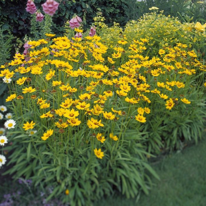 Coreopsis\u0020lanceolata\u0020\u0027Sterntaler\u0027\u0020\u002D\u0020M\u00E4dchenauge Coreopsis\u0020lanceolata\u0020\u0027Sterntaler\u0027\u0020\u002D\u0020M\u00E4dchenauge