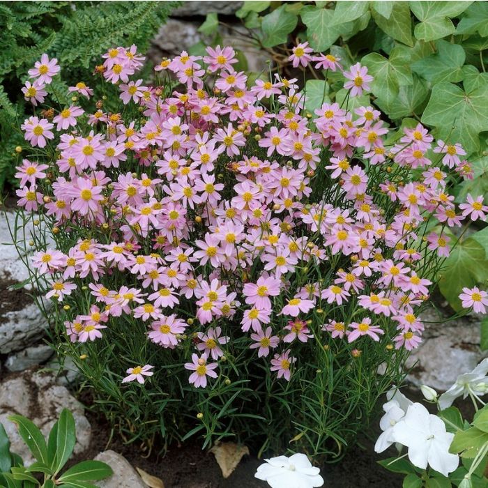 Coreopsis rosea 'American Dream' - Mädchenauge