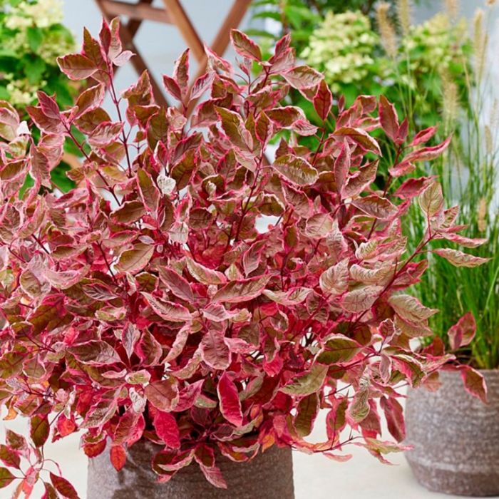 Cornus\u0020alba\u0020\u0027Miracle\u0027\u0020\u002D\u0020Hartriegel Cornus\u0020alba\u0020\u0027Miracle\u0027\u0020\u002D\u0020Hartriegel