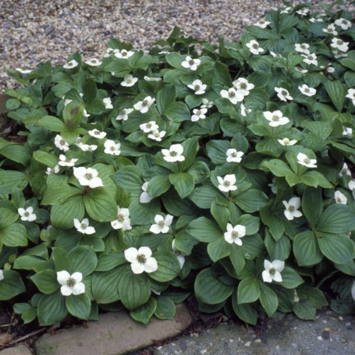 Cornus canadensis - Hartriegel Cornus canadensis - Hartriegel