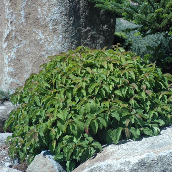 Cornus\u0020sericea\u0020\u0027Kelseyi\u0027\u0020\u002D\u0020Hartriegel Cornus\u0020sericea\u0020\u0027Kelseyi\u0027\u0020\u002D\u0020Hartriegel