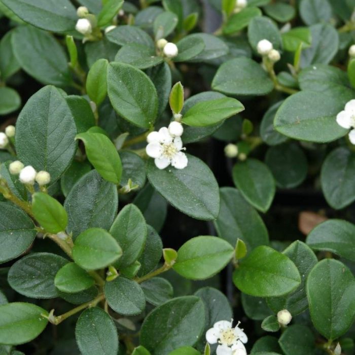 Cotoneaster\u0020dammeri\u0020\u002D\u0020Kriechmispel\u0020 Cotoneaster\u0020dammeri\u0020\u002D\u0020Kriechmispel\u0020