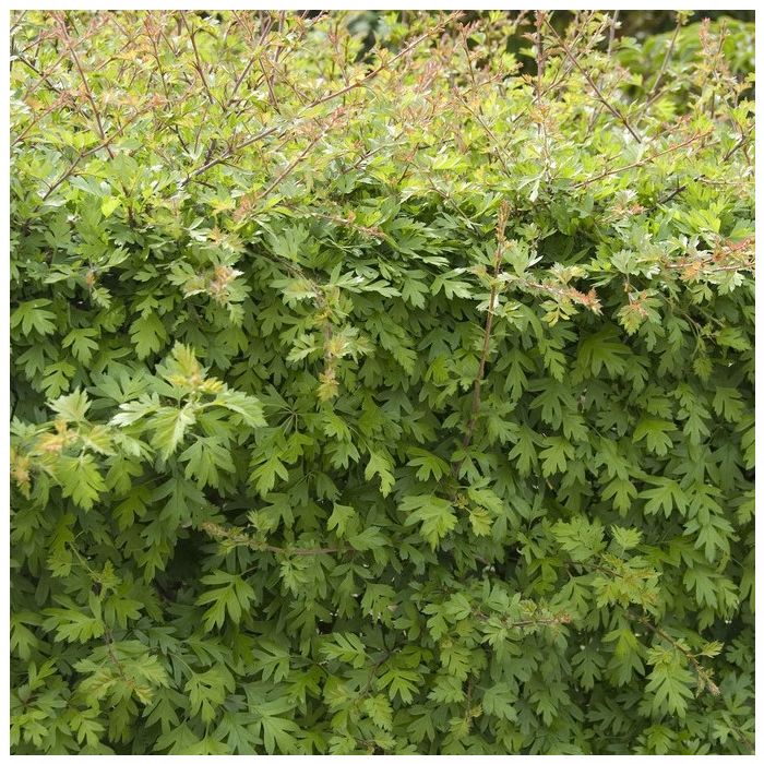 Crataegus monogyna - Eingriffeliger Weißdorn