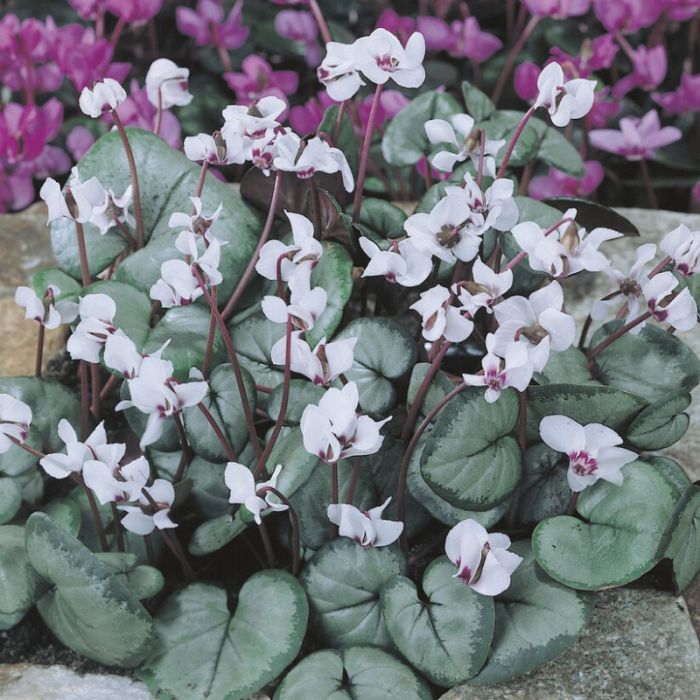 Cyclamen\u0020coum\u0020\u0027Album\u0027\u0020\u002D\u0020Alpenveilchen Cyclamen\u0020coum\u0020\u0027Album\u0027\u0020\u002D\u0020Alpenveilchen