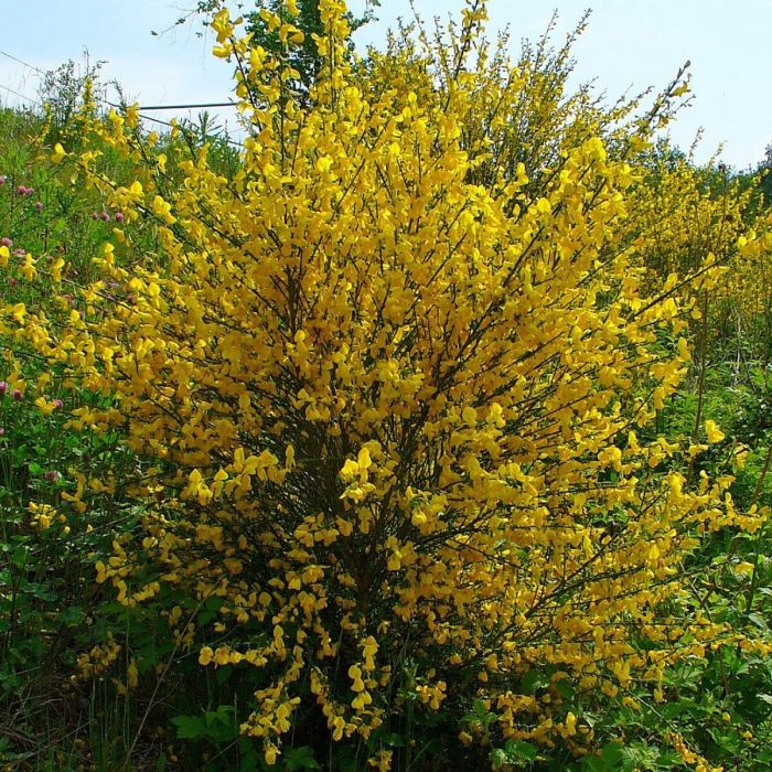 Cytisus scoparius - Besenginster