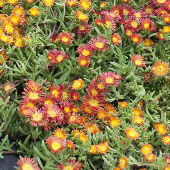 Delosperma\u0020W\u0020of\u0020W\u0020\u0027Fire\u0020Wonder\u0027\u0020\u002D\u0020Mittagsblume Delosperma\u0020W\u0020of\u0020W\u0020\u0027Fire\u0020Wonder\u0027\u0020\u002D\u0020Mittagsblume