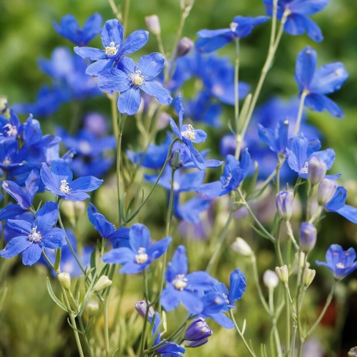 Delphinium\u0020grandiflorum\u0020\u0027Ocean\u0020Tiara\u0020Blue\u0027\u0020\u002D\u0020Rittersporn Delphinium\u0020grandiflorum\u0020\u0027Ocean\u0020Tiara\u0020Blue\u0027\u0020\u002D\u0020Rittersporn