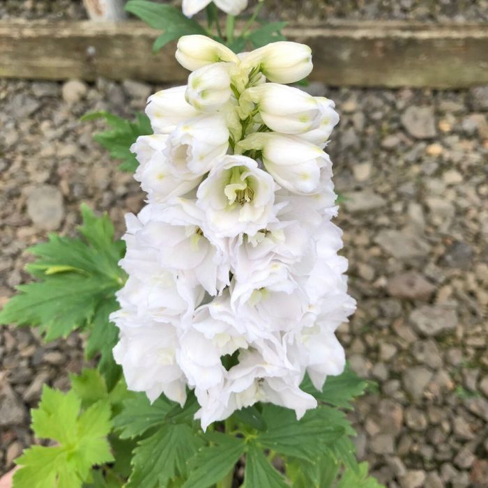 Delphinium\u0020\u0027Magic\u0020Fountain\u0020White\u0027\u0020\u002D\u0020Rittersporn Delphinium\u0020\u0027Magic\u0020Fountain\u0020White\u0027\u0020\u002D\u0020Rittersporn