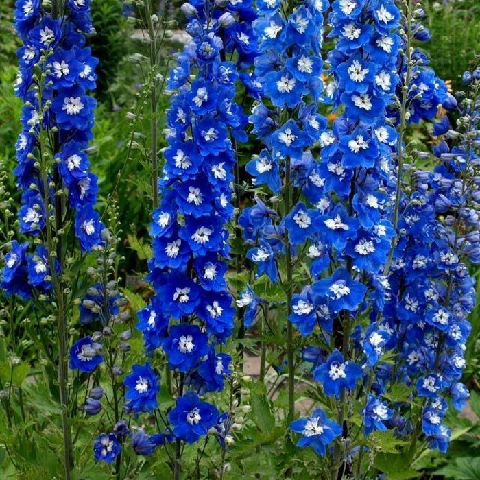 Delphinium (P) 'Blue Bird' - Rittersporn Delphinium (P) 'Blue Bird' - Rittersporn