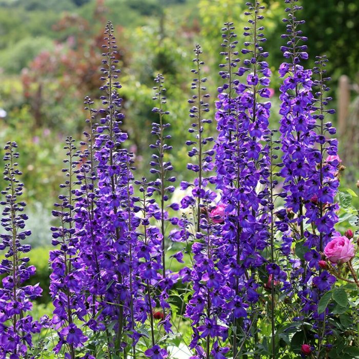 Delphinium\u0020pacific\u0020\u0027Black\u0020Knight\u0027\u0020\u002D\u0020Rittersporn Delphinium\u0020pacific\u0020\u0027Black\u0020Knight\u0027\u0020\u002D\u0020Rittersporn