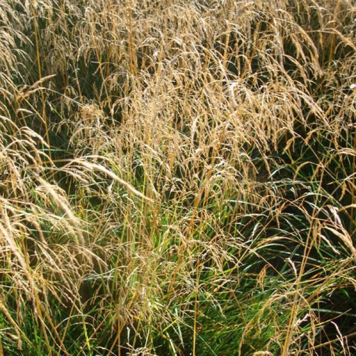 Deschampsia\u0020cespitosa\u0020\u0027Goldschleier\u0027\u0020\u002D\u0020Schmiele Deschampsia\u0020cespitosa\u0020\u0027Goldschleier\u0027\u0020\u002D\u0020Schmiele