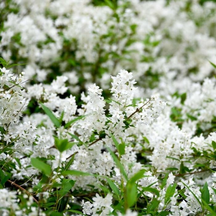Deutzia\u0020gracilis\u0020\u0027Nikko\u0027\u0020\u002D\u0020Maiblumenstrauch Deutzia\u0020gracilis\u0020\u0027Nikko\u0027\u0020\u002D\u0020Maiblumenstrauch