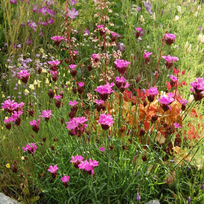 Dianthus\u0020carthusianorum\u0020\u002D\u0020Nelke Dianthus\u0020carthusianorum\u0020\u002D\u0020Nelke