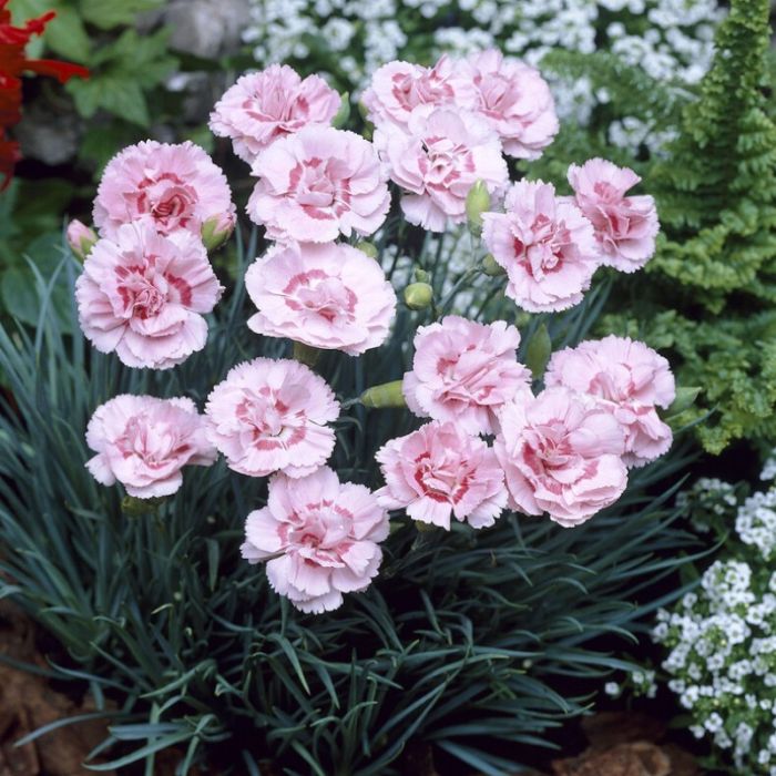 Dianthus plumarius 'Doris' - Federnelke