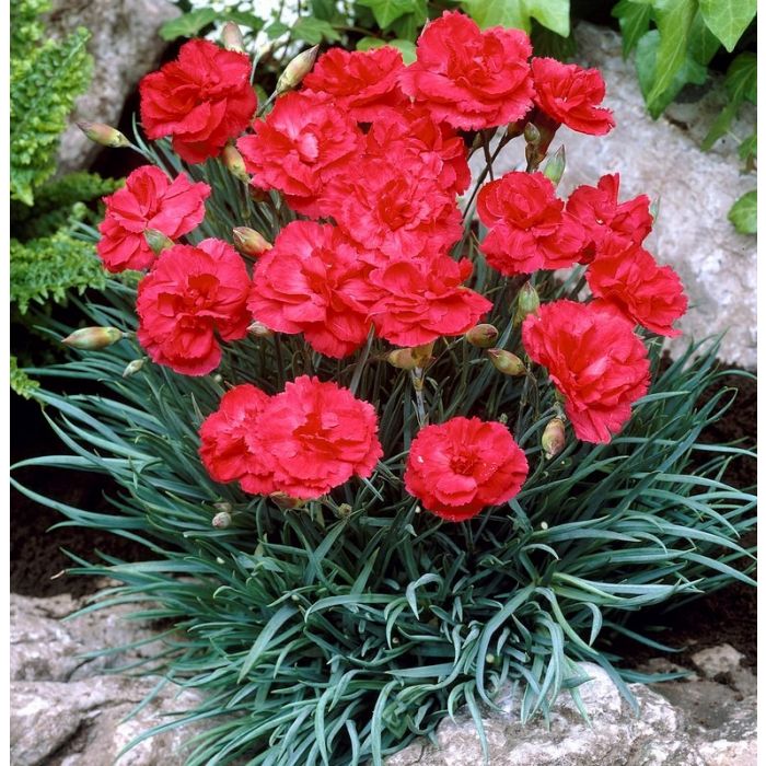 Dianthus plumarius 'David' - Nelke