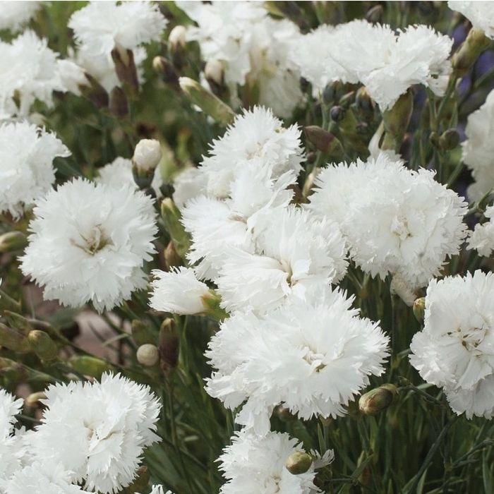 Dianthus\u0020plumarius\u0020\u0027Double\u0020White\u0027\u0020\u002D\u0020Nelke Dianthus\u0020plumarius\u0020\u0027Double\u0020White\u0027\u0020\u002D\u0020Nelke