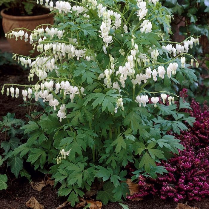 Dicentra\u0020spectabilis\u0020\u0027Alba\u0027\u0020\u002D\u0020Tr\u00E4nendes\u0020Herz Dicentra\u0020spectabilis\u0020\u0027Alba\u0027\u0020\u002D\u0020Tr\u00E4nendes\u0020Herz