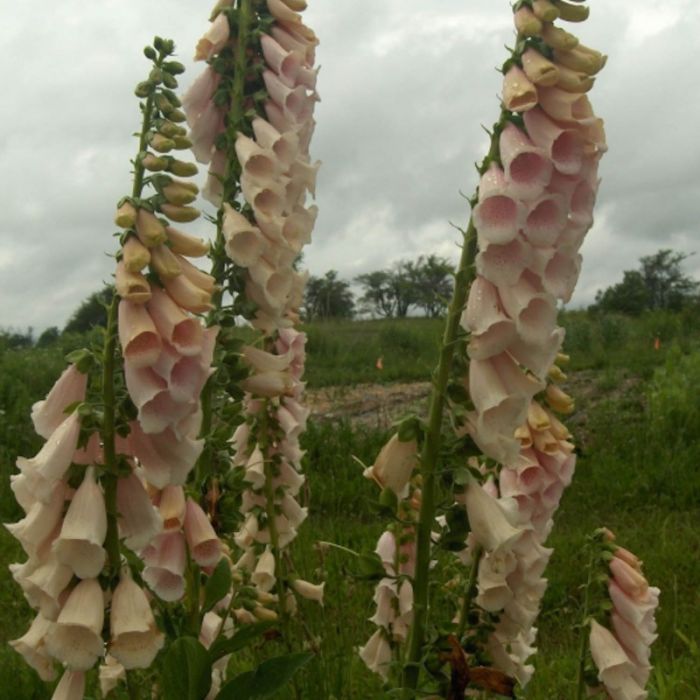 Digitalis purpurea 'Apricot Beauty' - Fingerhut