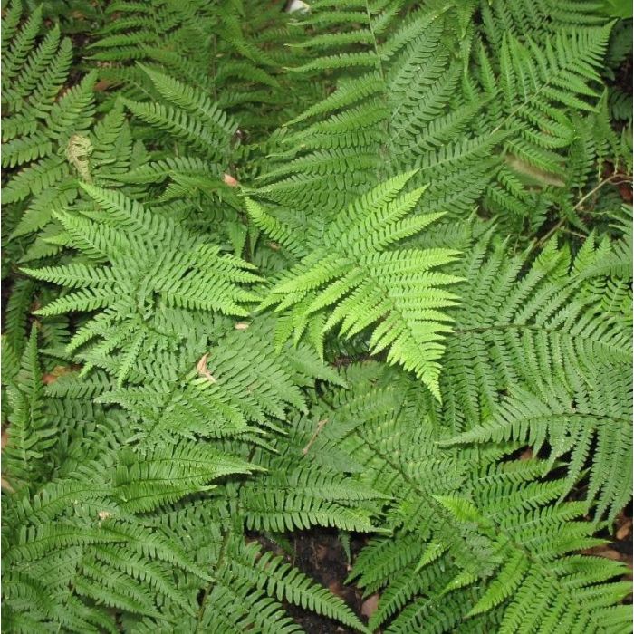 Dryopteris affinis - Goldschuppenfarn Dryopteris affinis - Goldschuppenfarn