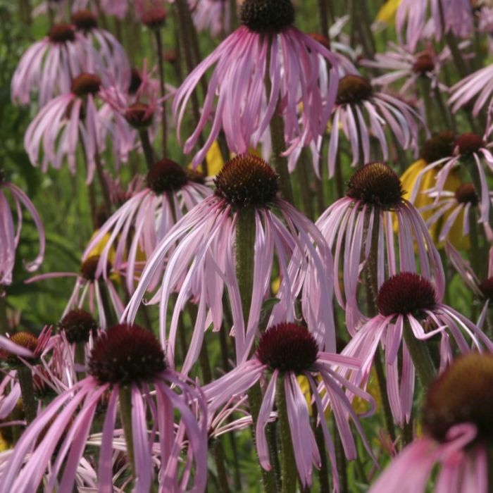 Echinacea\u0020pallida\u0020\u002D\u0020Sonnenhut Echinacea\u0020pallida\u0020\u002D\u0020Sonnenhut