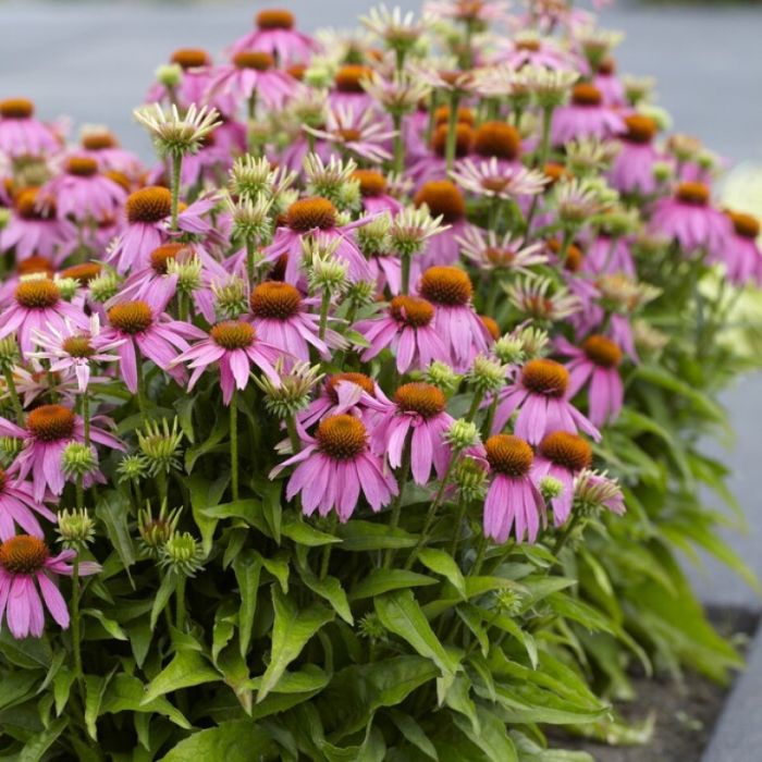 Echinacea\u0020purpurea\u0020\u002D\u0020Sonnenhut Echinacea\u0020purpurea\u0020\u002D\u0020Sonnenhut