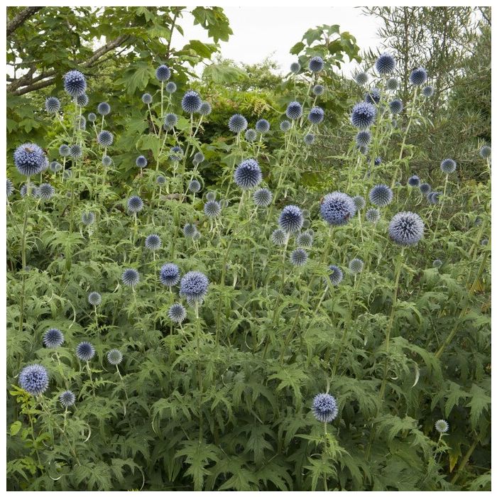 Echinops\u0020bannaticus\u0020\u002D\u0020Kugeldistel Echinops\u0020bannaticus\u0020\u002D\u0020Kugeldistel