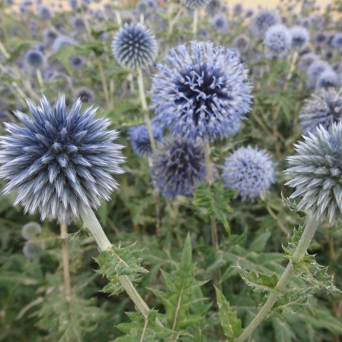 Echinops ritro - Kugeldistel Echinops ritro - Kugeldistel