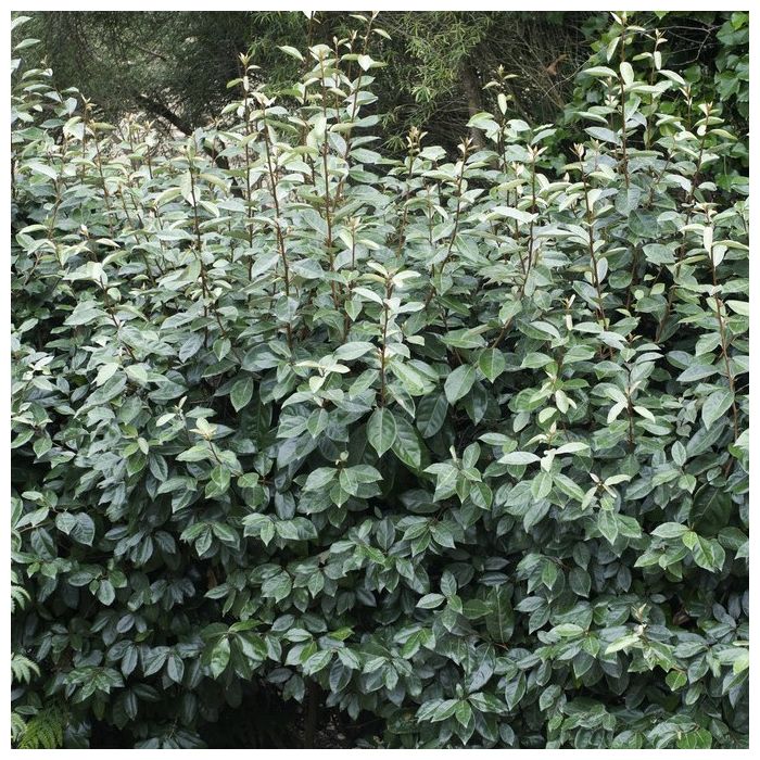 Elaeagnus\u0020ebbingei\u0020\u0027Compacta\u0027\u0020\u002D\u0020\u00D6lweide Elaeagnus\u0020ebbingei\u0020\u0027Compacta\u0027\u0020\u002D\u0020\u00D6lweide