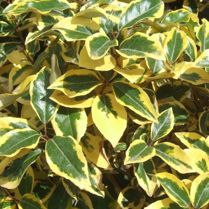 Elaeagnus ebbingei 'Limelight' - Ölweide Elaeagnus ebbingei 'Limelight' - Ölweide