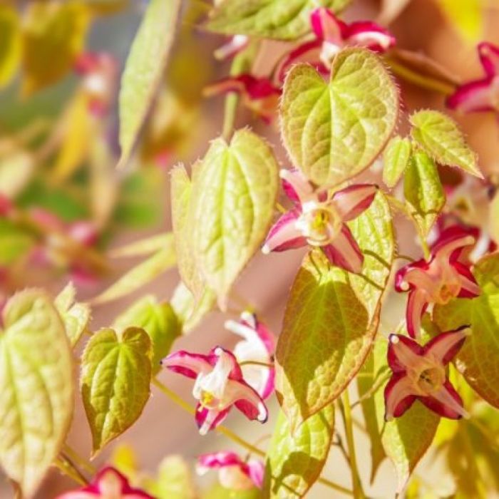 Epimedium rubrum - Elfenblume