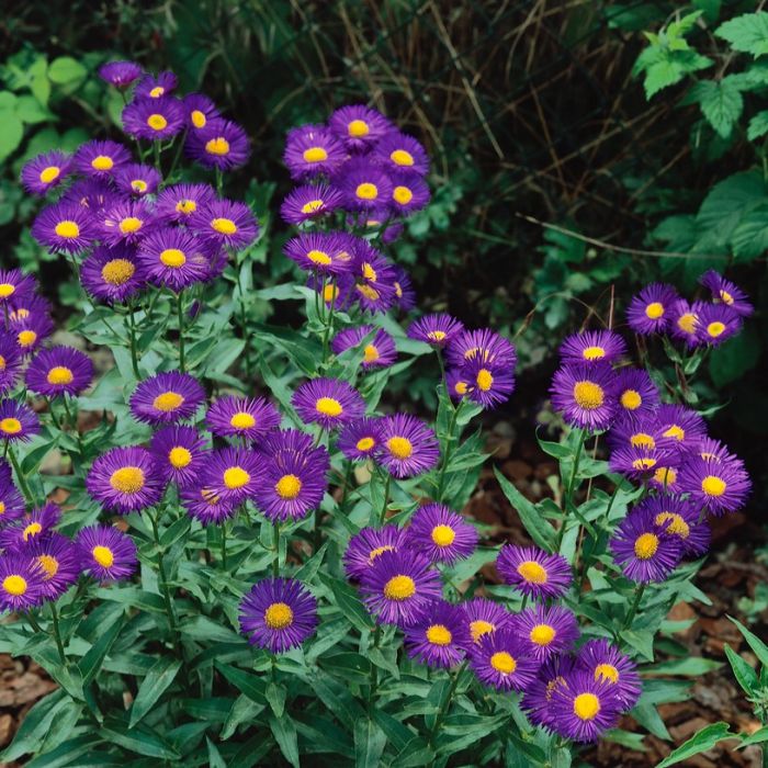 Erigeron\u0020\u0027Dunkelste\u0020Aller\u0027\u0020\u002D\u0020Berufkraut Erigeron\u0020\u0027Dunkelste\u0020Aller\u0027\u0020\u002D\u0020Berufkraut