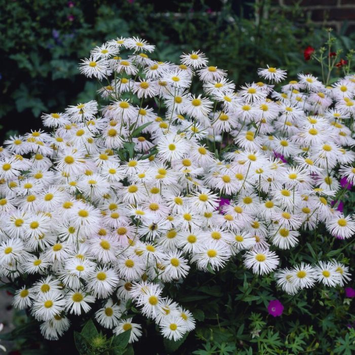 Erigeron\u0020\u0027Sommerneuschnee\u0027\u0020\u002D\u0020Berufkraut Erigeron\u0020\u0027Sommerneuschnee\u0027\u0020\u002D\u0020Berufkraut