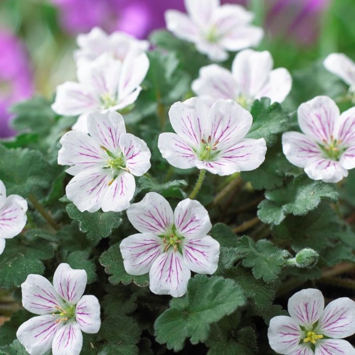Erodium\u0020reichardii\u0020\u0027Album\u0027\u0020\u002D\u0020Reiherschnabel Erodium\u0020reichardii\u0020\u0027Album\u0027\u0020\u002D\u0020Reiherschnabel
