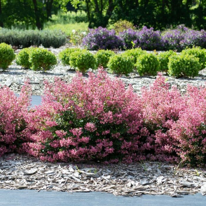 Escallonia\u0020\u0027Apple\u0020Blossom\u0027\u0020\u002D\u0020Andenstrauch Escallonia\u0020\u0027Apple\u0020Blossom\u0027\u0020\u002D\u0020Andenstrauch