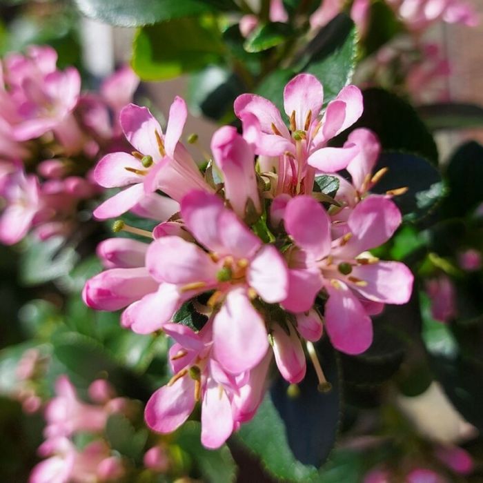 Escallonia laevis 'Pink Elle' kaufen | Rosa Andenstrauch | Grnes Paradies