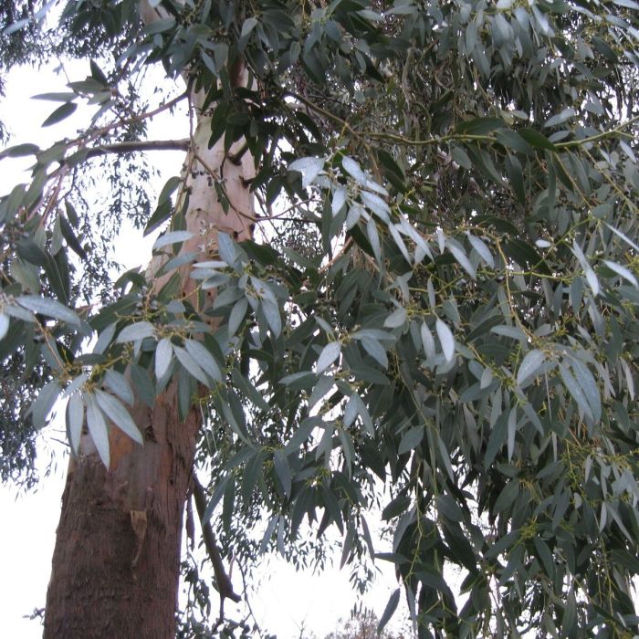 Eucalyptus\u0020gunnii\u0020\u002D\u0020Eukalyptus Eucalyptus\u0020gunnii\u0020\u002D\u0020Eukalyptus