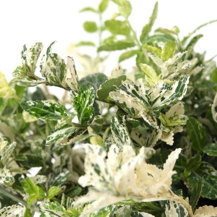 Euonymus fortunei 'Harlequin' - Spindelstrauch