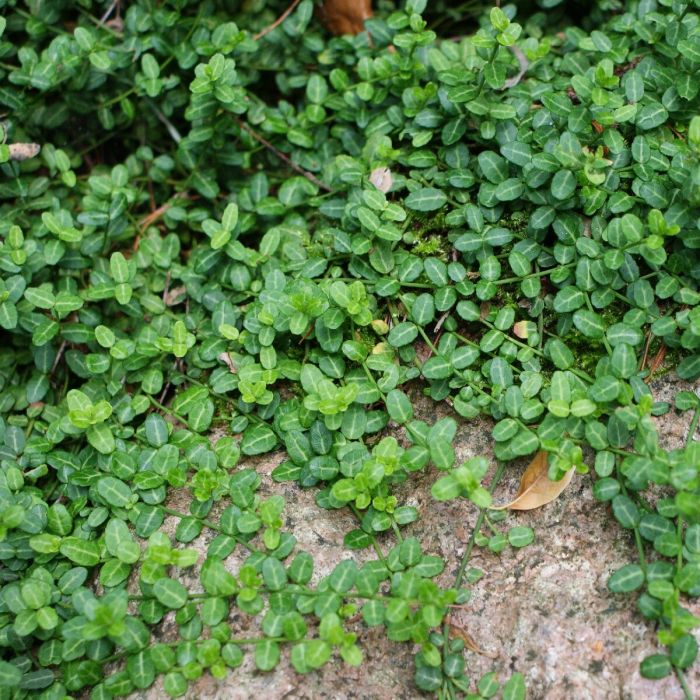 Euonymus fortunei 'Minimus' - Spindelstrauch