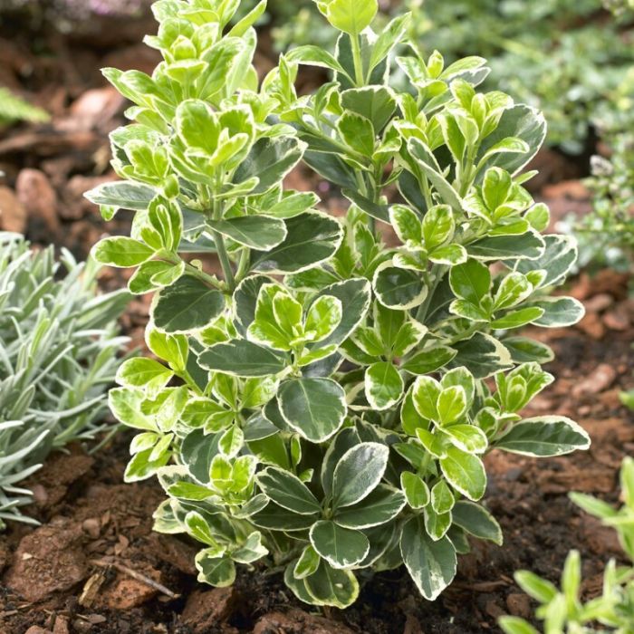 Euonymus\u0020japonicus\u0020\u0027Kathy\u0027\u0020\u002D\u0020Spindelstrauch\u0020 Euonymus\u0020japonicus\u0020\u0027Kathy\u0027\u0020\u002D\u0020Spindelstrauch\u0020