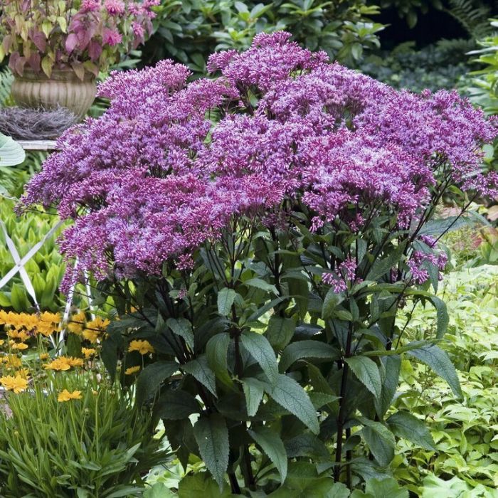 Eupatorium\u0020\u0027Baby\u0020Joe\u0027\u0020\u002D\u0020Wasserdost Eupatorium\u0020\u0027Baby\u0020Joe\u0027\u0020\u002D\u0020Wasserdost