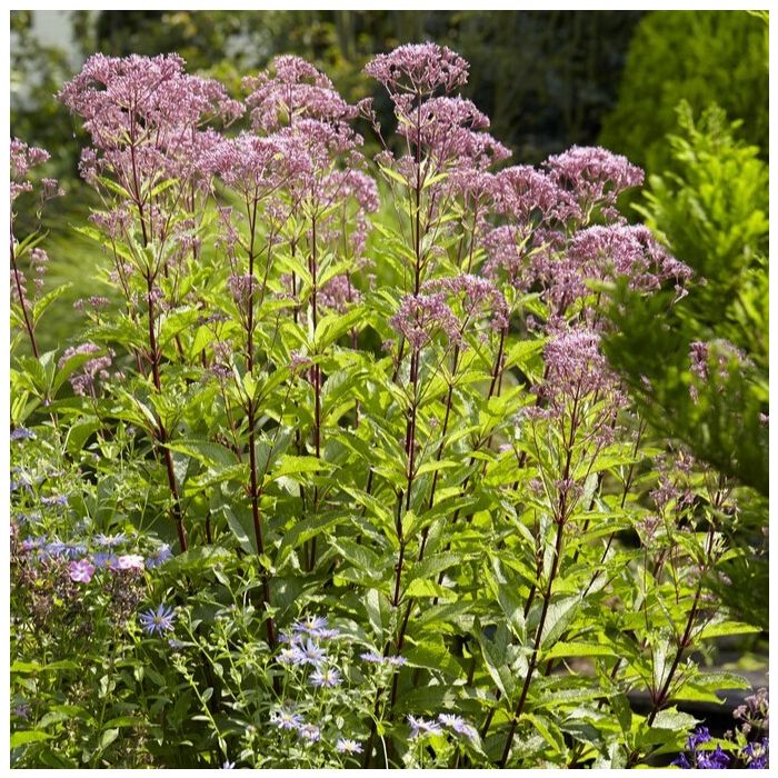 Eupatorium cannabinum - Wasserdost Eupatorium cannabinum - Wasserdost
