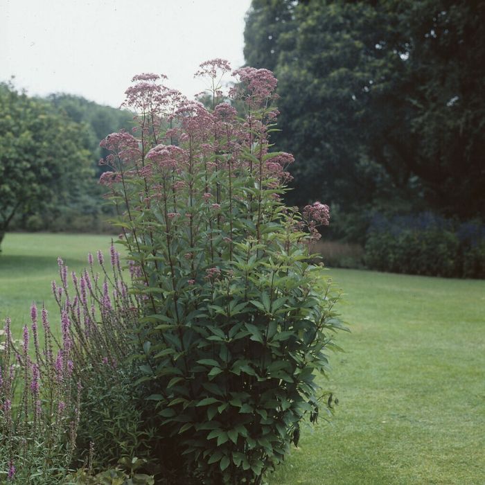 Eupatorium\u0020maculatum\u0020\u0027Atropurpureum\u0027\u0020\u002D\u0020Wasserdost Eupatorium\u0020maculatum\u0020\u0027Atropurpureum\u0027\u0020\u002D\u0020Wasserdost