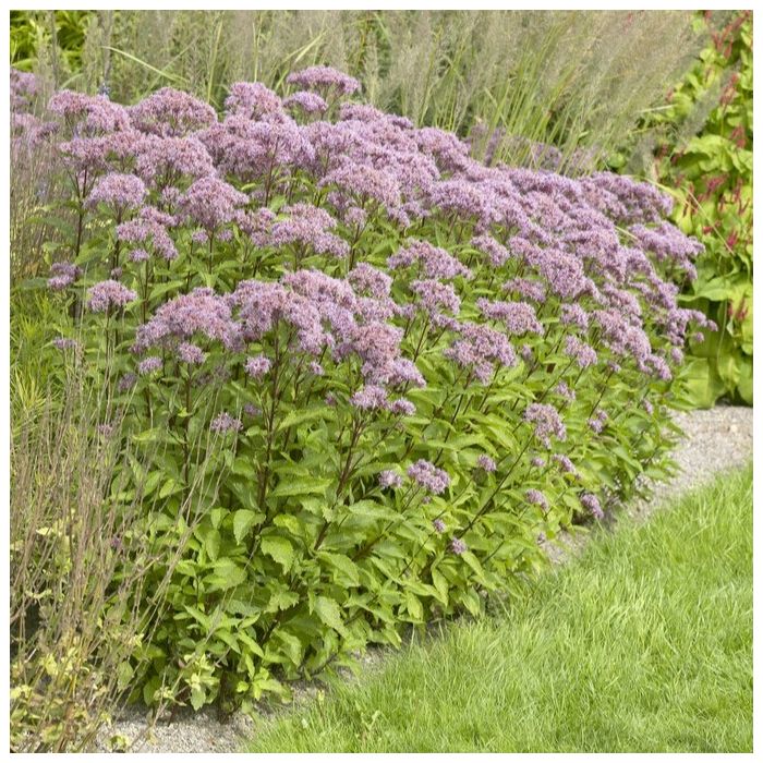 Eupatorium\u0020maculatum\u0020\u0027Purple\u0020Bush\u0027\u0020\u002D\u0020Wasserdost Eupatorium\u0020maculatum\u0020\u0027Purple\u0020Bush\u0027\u0020\u002D\u0020Wasserdost