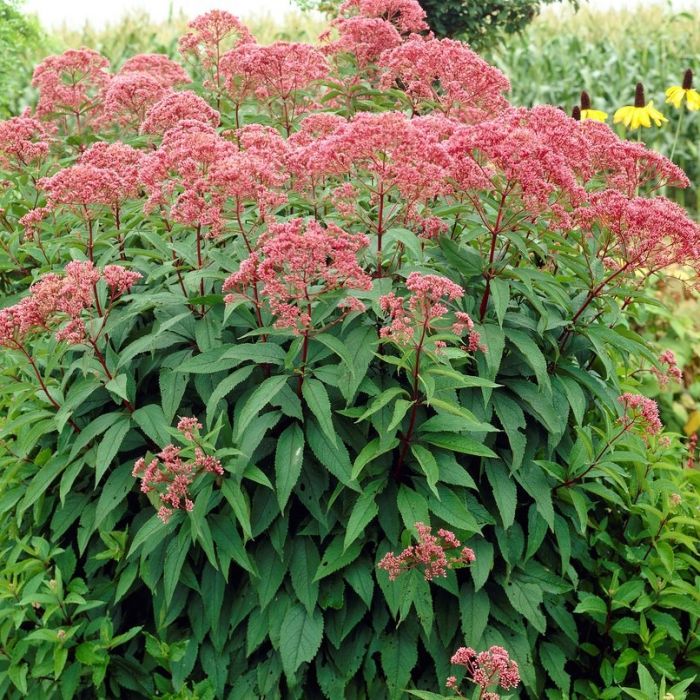 Eupatorium\u0020purpureum\u0020\u002D\u0020Wasserdost Eupatorium\u0020purpureum\u0020\u002D\u0020Wasserdost