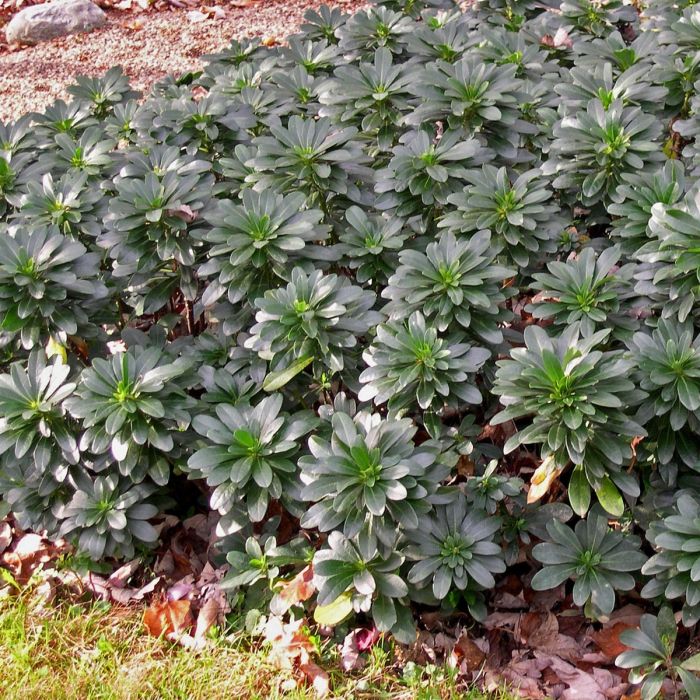 Euphorbia\u0020amygdaloides\u0020robbiae\u0020\u002D\u0020Wolfsmilch Euphorbia\u0020amygdaloides\u0020robbiae\u0020\u002D\u0020Wolfsmilch
