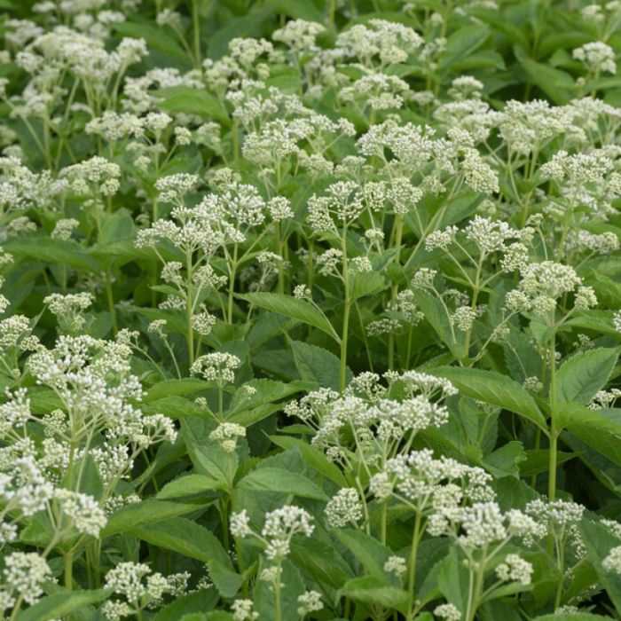 Eupatorium\u0020mac.\u0020\u0027Album\u0027\u0020\u002D\u0020Wasserdost Eupatorium\u0020mac.\u0020\u0027Album\u0027\u0020\u002D\u0020Wasserdost