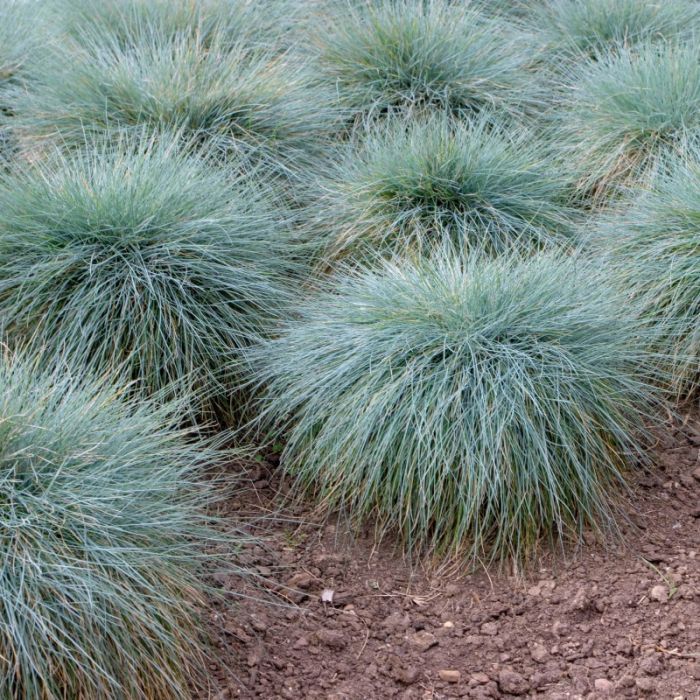 Festuca glauca 'Eisvogel' - Blauschwingel