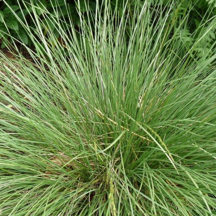 Festuca\u0020Mairei\u0020\u002D\u0020Blauschwingel Festuca\u0020Mairei\u0020\u002D\u0020Blauschwingel